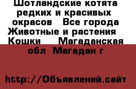 Шотландские котята редких и красивых  окрасов - Все города Животные и растения » Кошки   . Магаданская обл.,Магадан г.